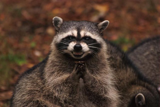 Evil Genius Racoon